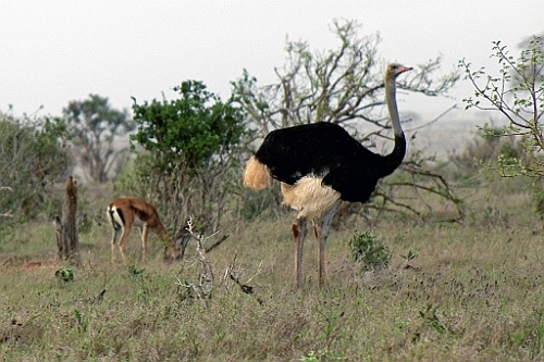 Kenia (425)